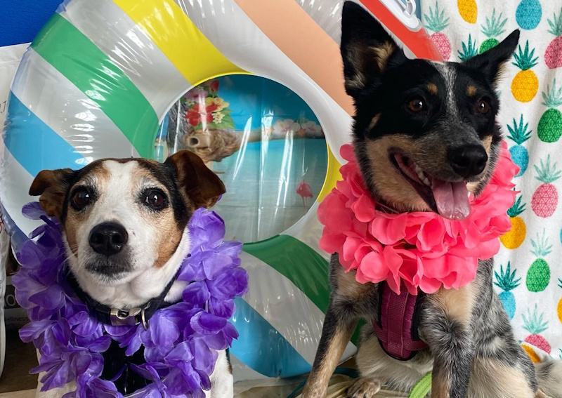 Carousel Slide 5: Your pet will look their best with our grooming services