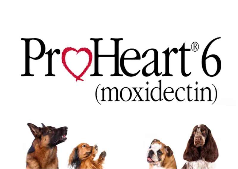 ProHeart 6 for Heartworm Prevention
